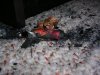 DSCN3587.jpg