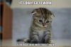 cutecat.jpg