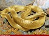 snake.jpg