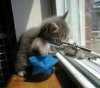 cat lol.jpg