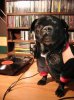 animal-costumes-19.jpg