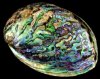 abalone-polished.jpg