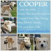 my guy Cooper adoptions.jpg