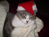 jules christmas pic.jpg