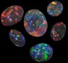 opal2.jpg