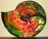 ammonite.jpg
