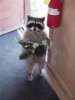 raccoonkitty.jpg