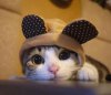 hwkitty2.JPG