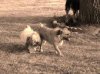 Old Time Dogs.jpg