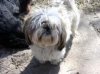 Messy Dog 2.jpg