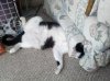 Bailey sprawled out.jpg