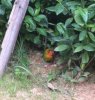 LittleLostLovebirdpic002.jpg