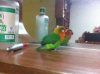 LostLovebirdpics006_640x478.jpg