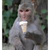 monkey-ice-cream_1617936i.jpg