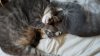 catsandwich.jpg