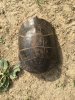 turtle shell.JPG