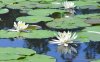 Dsc00196.jpg