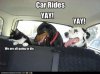 pets-in-the-car-funny-pets-cab56a03-sz624x465-animate.jpg