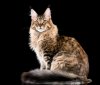 maine-....-cat-breed-768x658.jpg