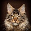 maine-....-cat-photography-26.jpg
