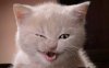 SmirkKitty2.jpg