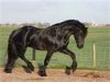 horse.jpg