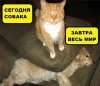 кот-собака.jpg