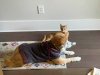 daph and cheddar.jpg
