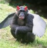 wing chimp 2.jpg