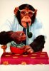 ape.jpg