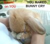 bunny-cry.jpg