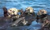 sea otters.jpg