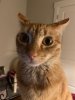 cheddar owl.jpeg cheddar owl.jpeg