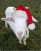 santa1.jpg