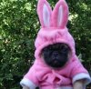 Just-a-pug-in-a-bunny-suit-l.jpg