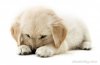 golden-retriever-puppy-2.jpg