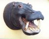 hippopotamus-head-lifesize-resin-replica-taxidermy-image.jpg