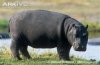Juvenile-hippopotamus-on-land.jpg