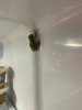 frog in fridge.jpeg