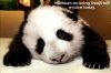 sadpanda2.jpg