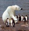 Funny-photo-polar-bear-penguin-nose-disguise.jpg