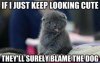 blamethedog.jpg