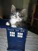 dr who kitty.jpg