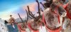 doctor-who-christmas-tv-idents.jpg