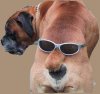 sunglasses_on_dogs_butt1.jpg