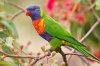 1200px-Rainbow_Lorikeet_-_AndrewMercer_IMG08212.jpg