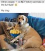 dog on furniture.jpg