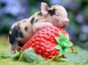 Cute-mini-pig-Large-image.jpg