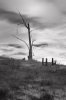 LF_tree_5772W.jpg