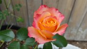 20160602_142700_001.jpg